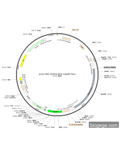 pLV3-CMV-circRNA-HBV(virus)-3-CopGFP-Puro