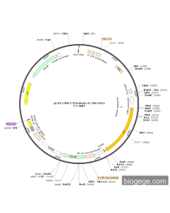 pLV3-CMV-F7(human)-6×His-Puro