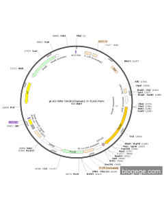 pLV3-CMV-TACR1(human)-3×FLAG-Puro