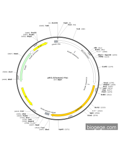 pBCL2(human)-Fluc