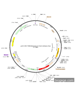 pLV3-CMV-TMED2(human)-3×FLAG-mCherry-Puro