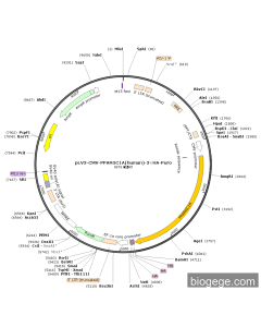pLV3-CMV-PPARGC1A(human)-3×HA-Puro