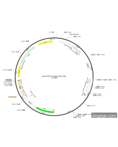 pLV3-SFFV-SLCAR-CD19-28z