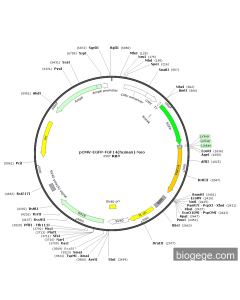 pCMV-EGFP-FGF14(human)-Neo