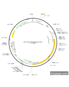 pLV3-CMV-NFKB1(human)-Puro