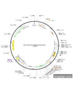 pLV3-CMV-HA-SUMO1(human)-Puro
