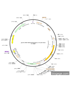 pLV3-CMV-FBXO22(human)-3×FLAG-Puro