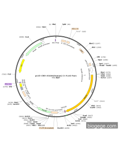 pLV3-CMV-ANXA6(human)-3×FLAG-Puro