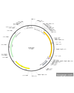 pCMV-CTSB(human)-3×FLAG