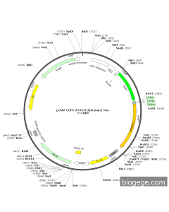 pCMV-EGFP-ATXN7L3(human)-Neo