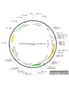 pLV3-CMV-P2RY2(human)-3×FLAG-CopGFP-Puro