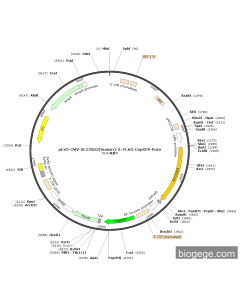 pLV3-CMV-SLC35D3(human)-3×FLAG-CopGFP-Puro