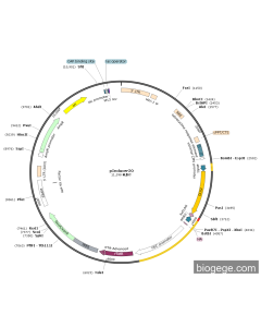 pLV2-Tet-miniCMV-DLX2(human)-3×FLAG-UbC-Neo