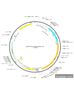 pCMV-ECFP-SHC1(human)-Neo