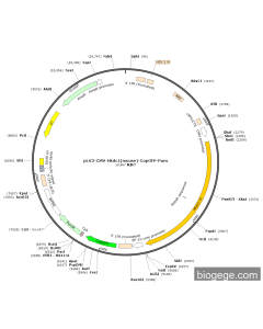 pLV3-CMV-Hkdc1(mouse)-CopGFP-Puro