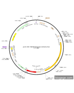pLV3-CMV-TMEM63A(human)-mCherry-Puro