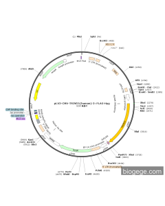 pLV3-CMV-TRIM21(human)-3×FLAG-Hyg