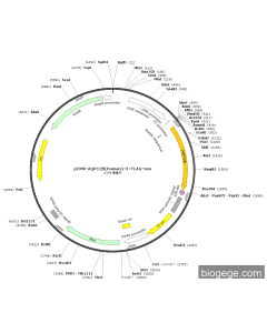 pCMV-AQP12B(human)-3×FLAG-Neo