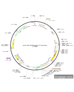 pLV3-CMV-CD3E(human)-3×FLAG-Puro