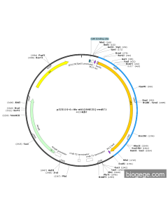 pJ23119-6×His-ntt1(UWE25)-rrnBT1
