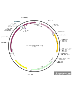 pTac-GST-TEV-SNRPN(human)