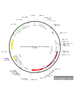 pLV3-CMV-OVAL(chicken)-3×HA-T2A-mCherry