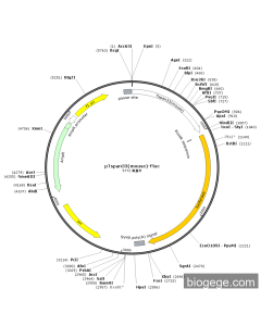 pTspan33(mouse)-Fluc