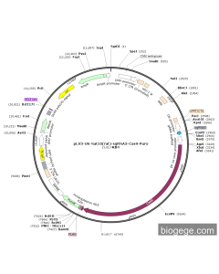 pLV3-U6-Nat10(rat)-sgRNA3-Cas9-Puro
