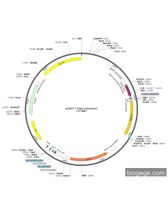 pGADT7-Ppp1cc(mouse)