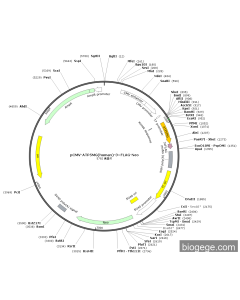 pCMV-ATP5MG(human)-3×FLAG-Neo