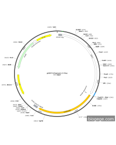 pSIRT1(human)-2-Fluc
