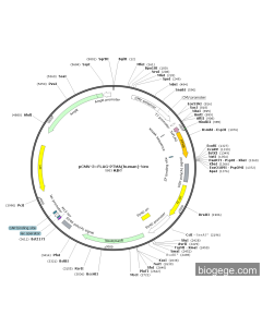 pCMV-3×FLAG-PTMA(human)-Neo