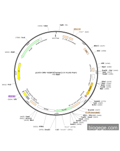 pLV3-CMV-NCBP2(human)-3×FLAG-Puro