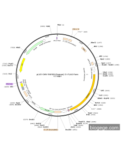 pLV3-CMV-PAPSS1(human)-3×FLAG-Puro