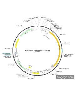 pCMV-RAB11FIP3(human)-2-3×FLAG-Neo