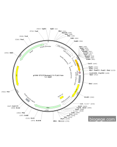 pCMV-IFI27(human)-3×FLAG-Neo