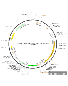 pLV3-CMV-ANKRD13A(human)-3×FLAG-CopGFP-Puro