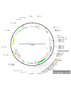 pLV3-CMV-MIR30D(human)-EF1a-CopGFP-Puro