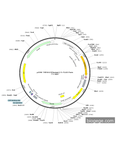 pCMV-TSPAN13(human)-3×FLAG-Puro