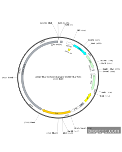 pPGK-Fluc-CCND2(human)-3UTR-Rluc-Neo