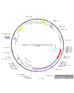 PiggyBac-EF1a-mCherry-LMNB1(human)-EF1a-Blast