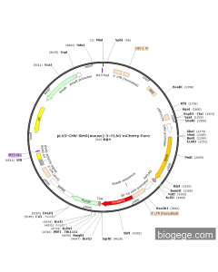 pLV3-CMV-Sirt6(mouse)-3×FLAG-mCherry-Puro