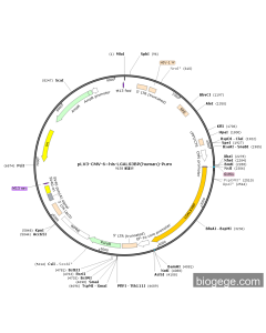 pLV3-CMV-6×his-LGALS3BP(human)-Puro