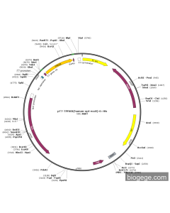 pT7-TPRKB(human-opt-ecoli)-6×His