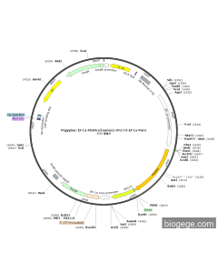 PiggyBac-EF1a-PDHA1(human)-VN173-EF1a-Puro