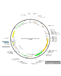 pLV3-CMV-PGK1(human)-EGFP-Puro
