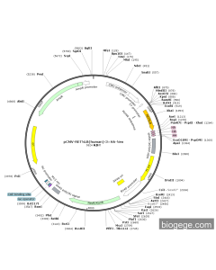pCMV-RETNLB(human)-3×HA-Neo