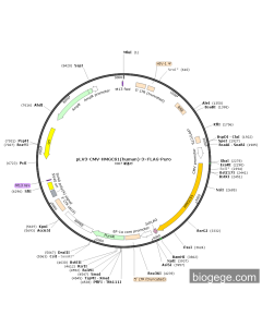 pLV3-CMV-HMGCS1(human)-3×FLAG-Puro