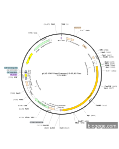 pLV3-CMV-Parp1(mouse)-3×FLAG-Neo