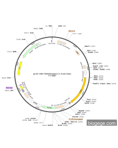 pLV3-CMV-FDPS(human)-3×FLAG-Puro